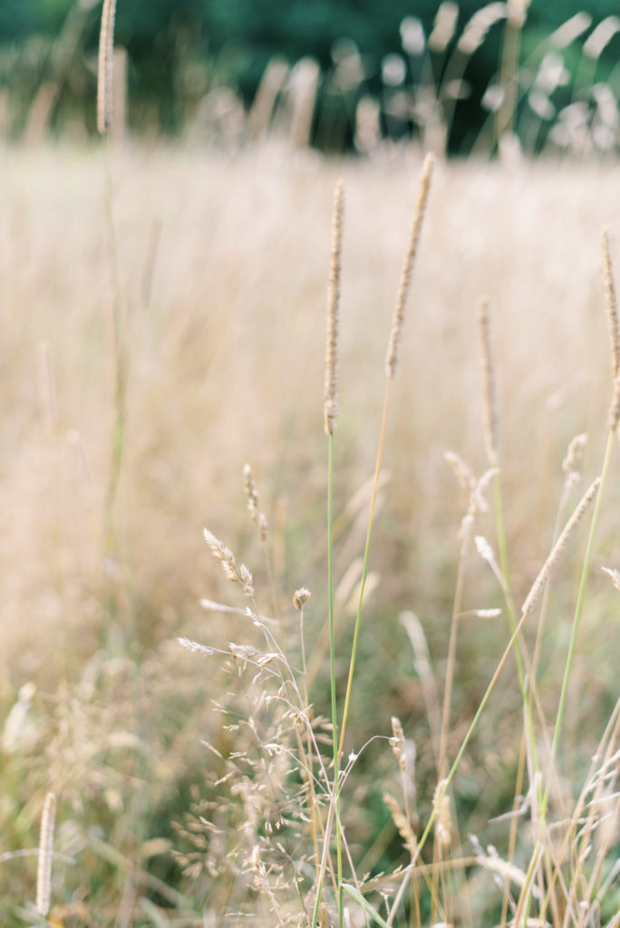 grass detail