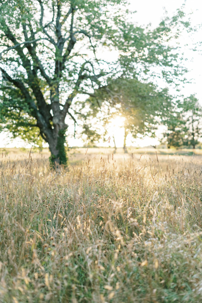 sunset landscape