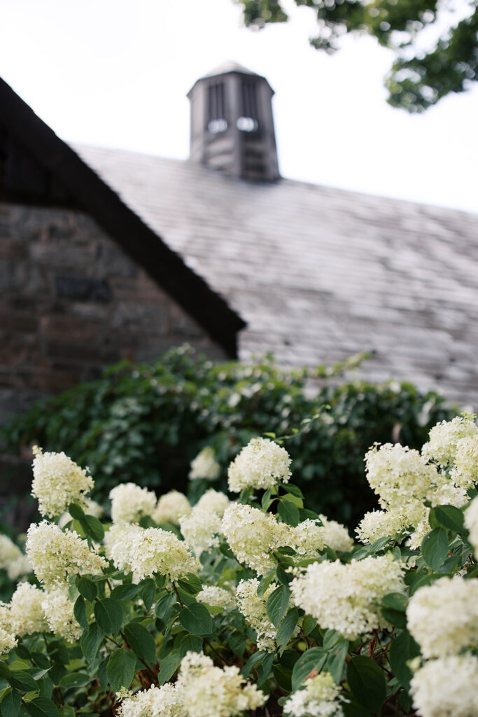 Outside photo of the barns focusing on the hydrangea plants.